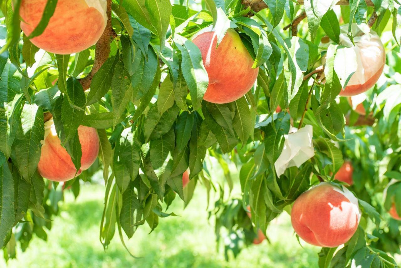 Fruit Park Fujiya Hotel Jamanasi Kültér fotó
