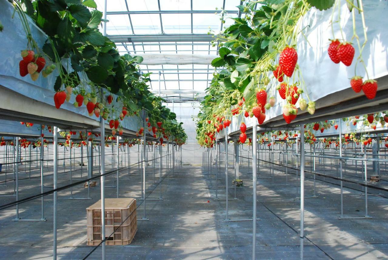 Fruit Park Fujiya Hotel Jamanasi Kültér fotó